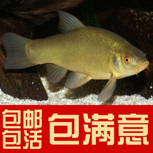 丁桂鱼苗丁岁鱼苗丁贵鱼金岁鱼优质活鱼高档鱼苗