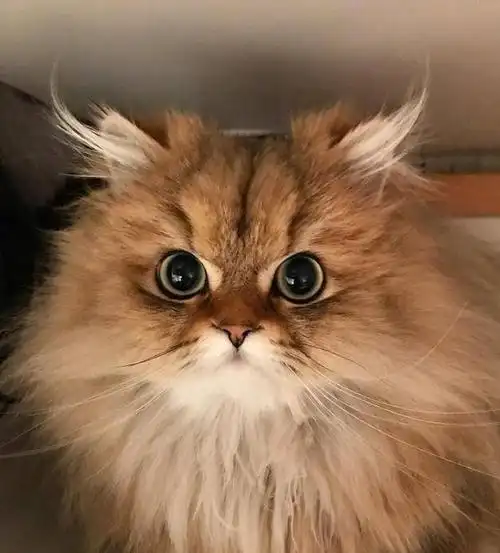 可爱萌萌的小动物