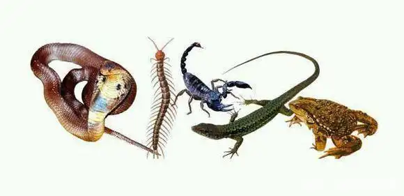 蜈蚣身为"五毒之一",竟毒不死公鸡,真实原因竟是这样