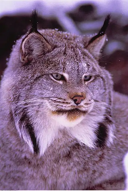 肖像_猞猁_高清图片_全景视觉