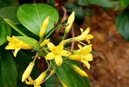 断肠草(大草药)