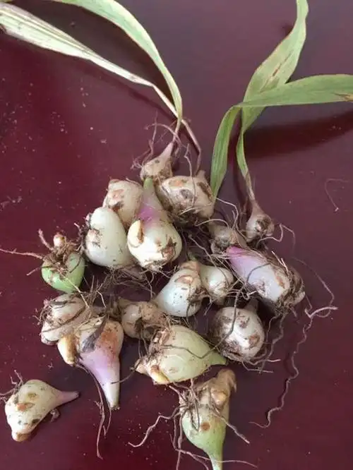 认识是宝你认识独蒜兰吗你家里种了兰花吗