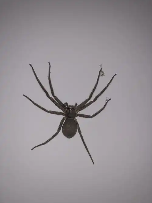 家里的八爪蜘蛛要不要拍死它?顺便问问这是什么品种的?有毒吗?