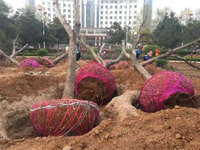 新栽的树木为何抽新稍后又死了这8个原因让你明白大树移栽技巧