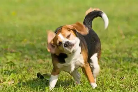 狗狗左右摇尾巴,分别代表什么?分析狗狗摇尾方向含义