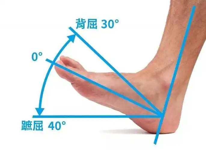 正常人足背屈的角度大约在20°左右,跖屈角度则有60°左右.