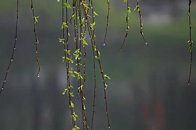春雨润物细无声