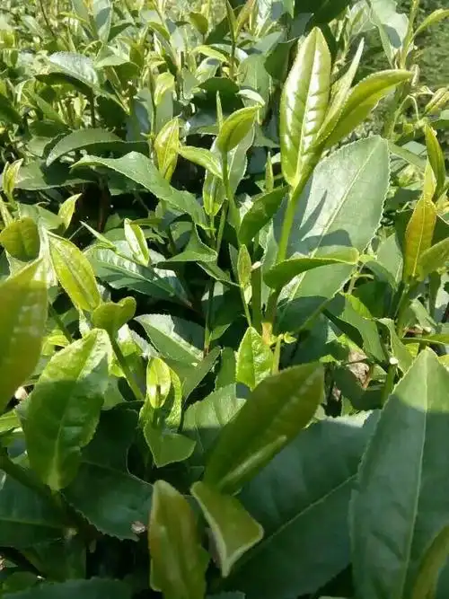 金秀大瑶山野生红茶————小莫茶叶.
