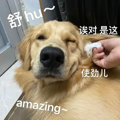 这么舒服的表情又搞笑又可爱#金毛#我家宠物好可爱#狗狗日常#表情包
