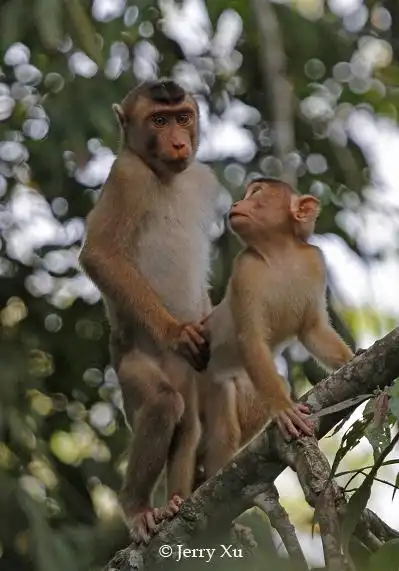 盘点动物界奇葩交配23