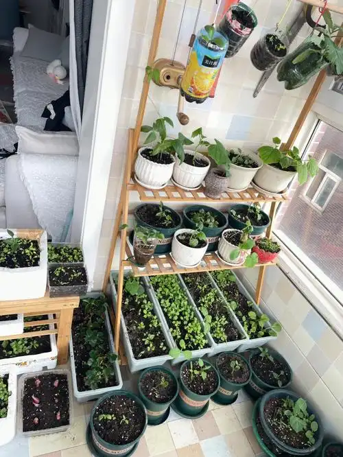 你们在阳台种菜后心态有什么变化吗