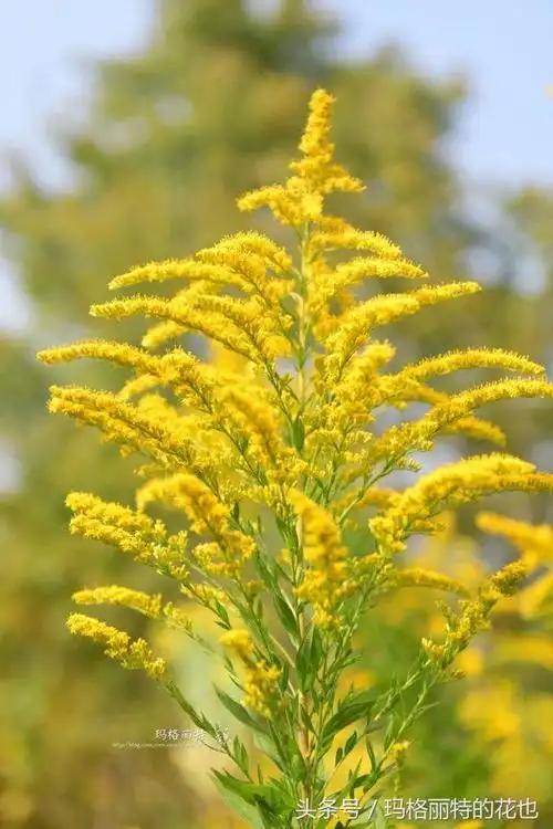 或者叫"加拿大秋麒麟草 ",秋麒麟草的花语,是不是够霸气精灵麒麟?