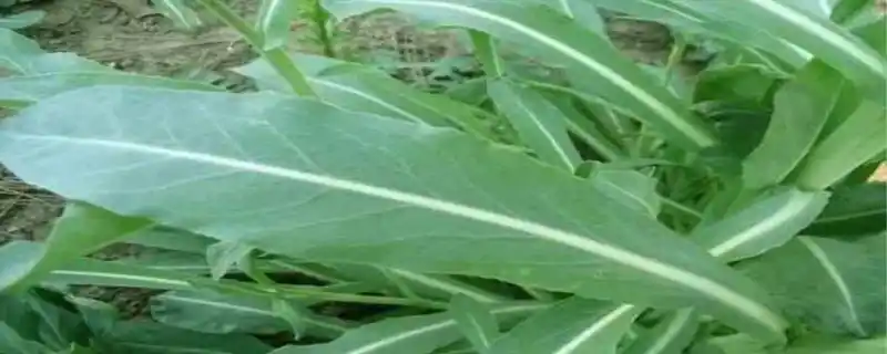 乌斯玛草的作用乌斯玛草生长环境