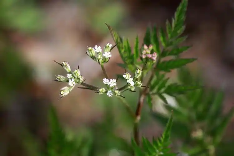 窃衣伞形科窃衣属