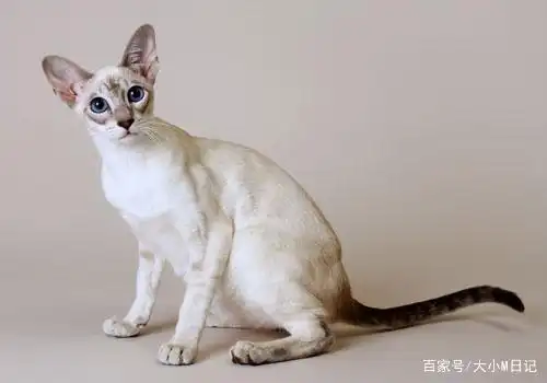 长毛伯曼猫和短毛暹罗猫,长相相似,你更爱哪一种呢?-猫咪百科