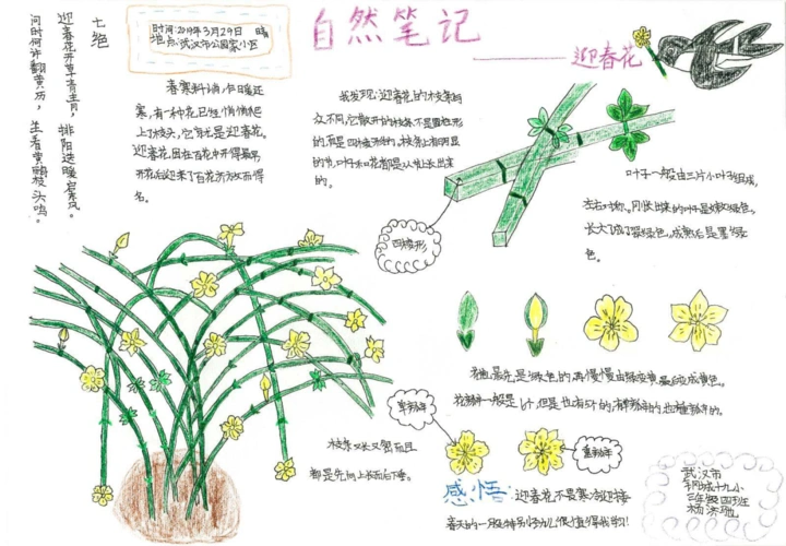 美丽中国我是行动者2019年全国青少年自然笔记大赛优秀作品集2