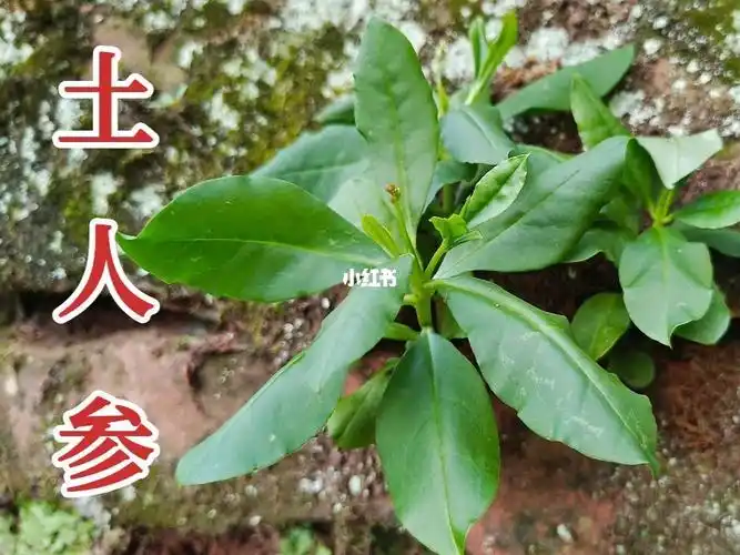 土人参名字虽土价值却很高