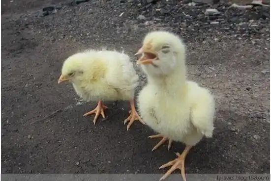 鸡鸭鹅病防治网分享:   河南三门峡地区随着冬季和冷空气的到来,鸡舍