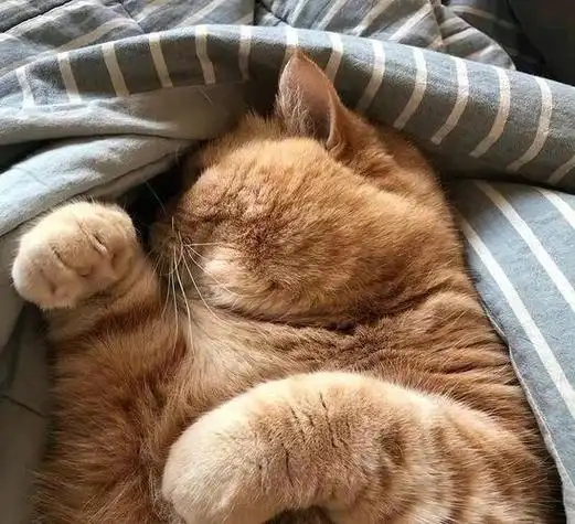 胖橘猫头像男生用 男生头像图片大全 -【爱个性】