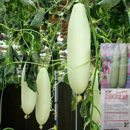 小白朗白黄瓜白种子玉黄瓜小青瓜水果黄瓜种籽阳台农家盆栽蔬菜种