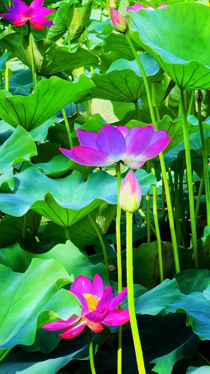 手机摄影 #夏日荷花 #荷塘美景 #我的随手拍 #出淤泥而 - 抖音