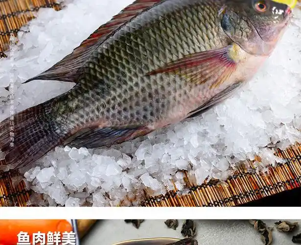 罗非鱼冰冻新鲜活鱼现杀罗飞淡水鱼福寿鱼烧烤鱼展志曼智8条4斤顺丰