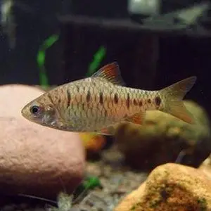 原生态冷水鱼条纹小鲃鱼活体淡水小溪鱼二须鲃群游观赏好养耐活