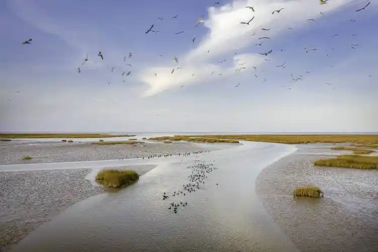 (黄河入海口景观)