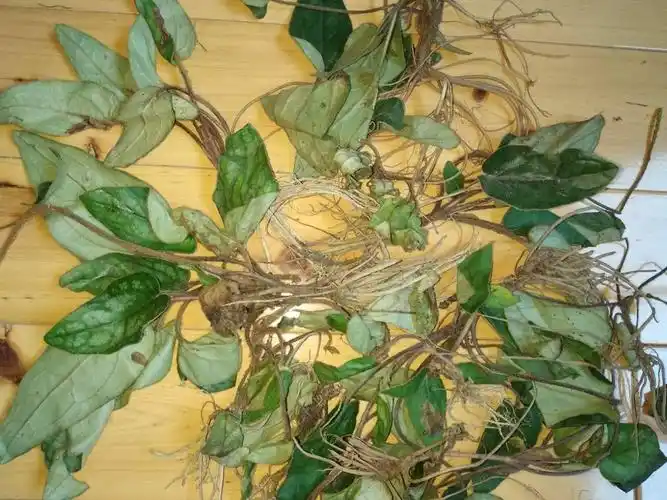 正宗贵州非种植中药材原料杏香兔耳风干货正品一支香干品兔儿草