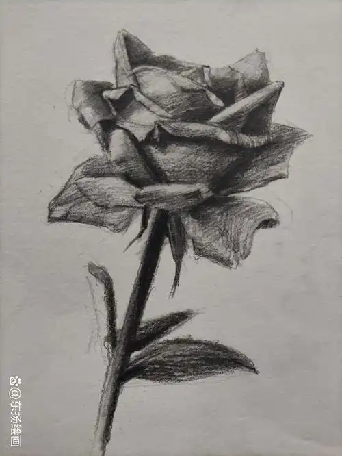 素描花朵绘画技巧:玫瑰的素描画法