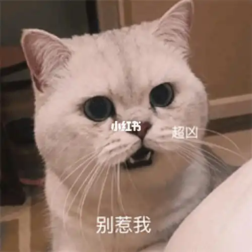 别惹我