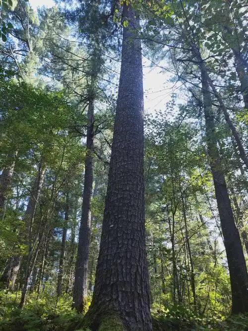 这些红松都是几百年以上!