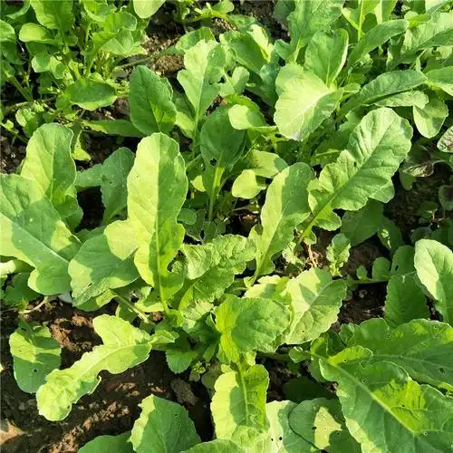 小白萝卜新鲜包邮