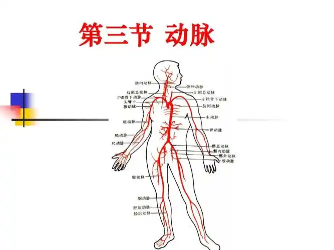 11--第四篇 脉管学(动脉)ppt