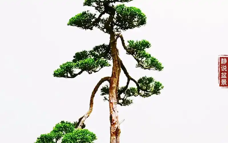 观赏友人家4棵极品柏树盆景,清瘦雅致素淡,文人造型亭亭如盖