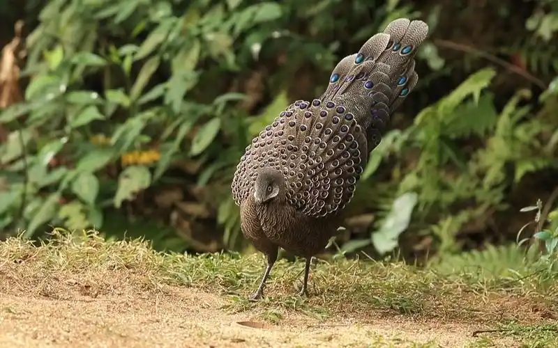 孔雀稚鸡全家老小觅食_哔哩哔哩 (゜-゜)つロ 干杯~-bilibili