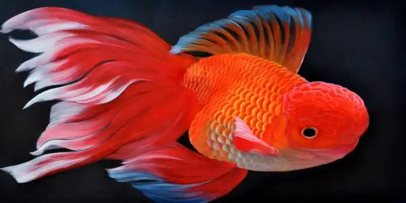 最有灵性的风水鱼排名地球上10大风水鱼