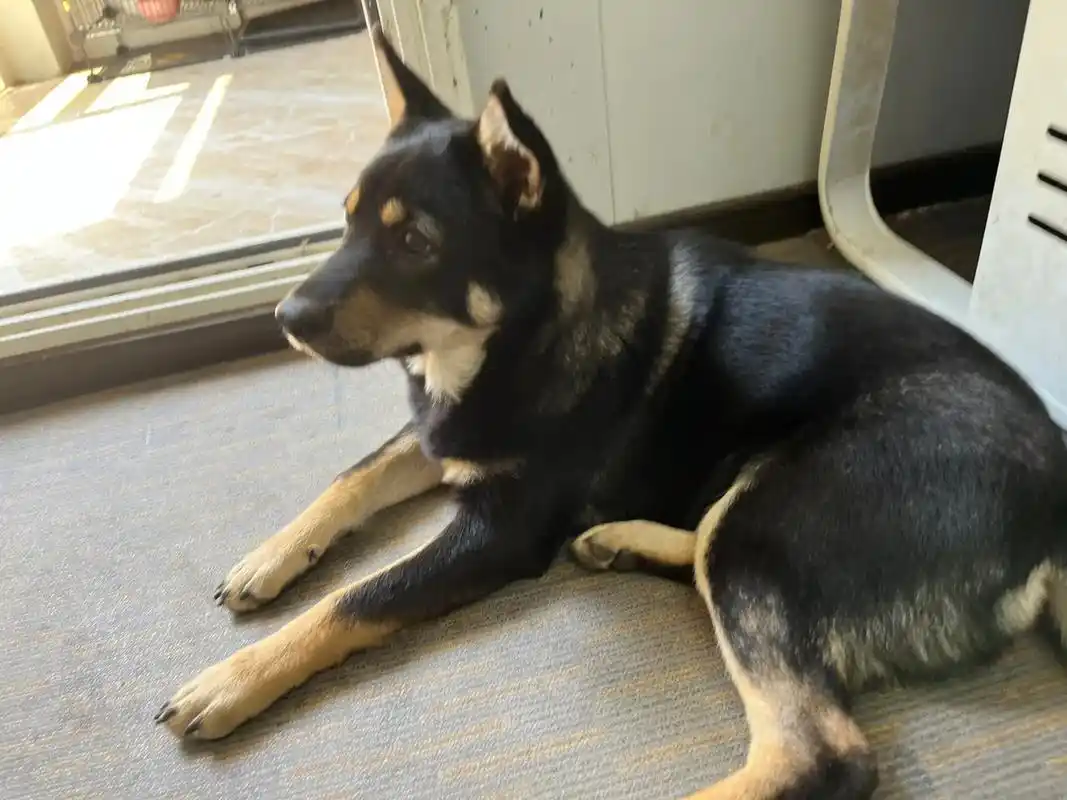 我大中华田园犬——四眉犬#护卫犬  #中华田园犬 - 抖音