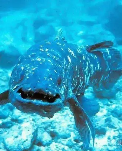 全球十大灭绝动物再现:百慕大海燕再次复活