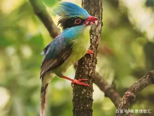 把鸟拍得这样美,真是平生少见哦——聚焦广西国际鸟类摄影大赛