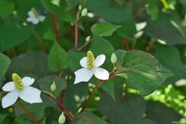 鱼腥草喜欢生长在潮湿的地方,当春天温度回暖时,它就会从地里钻出.