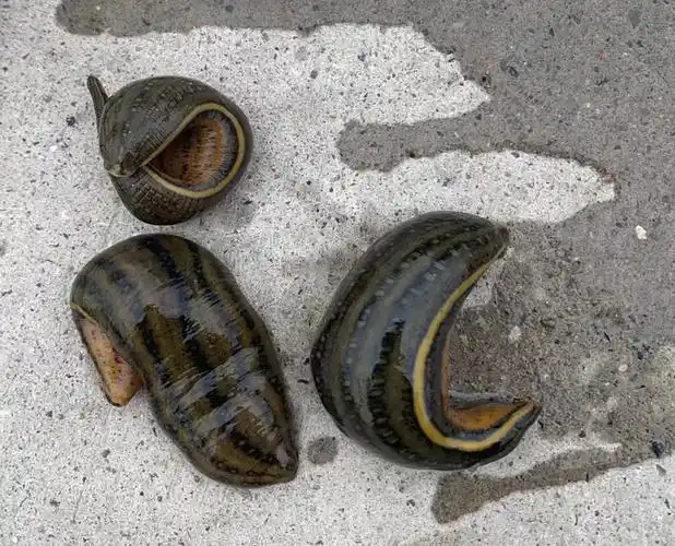 一只炒到200元水蛭可治皮肤过敏莫要轻信偏方