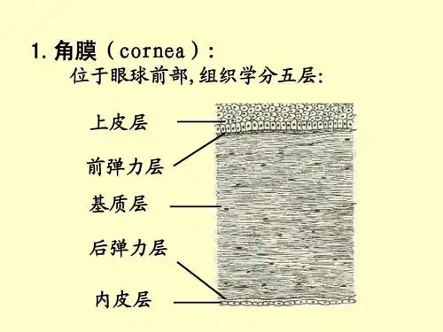 眼部解剖结构ppt