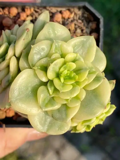 蜡牡丹锦多肉寄养