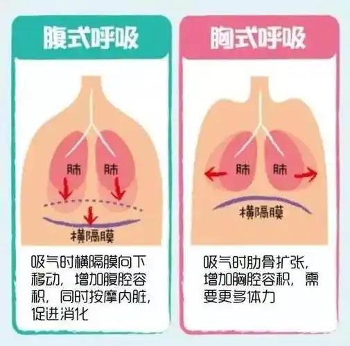 胸式呼吸和腹式呼吸的区别