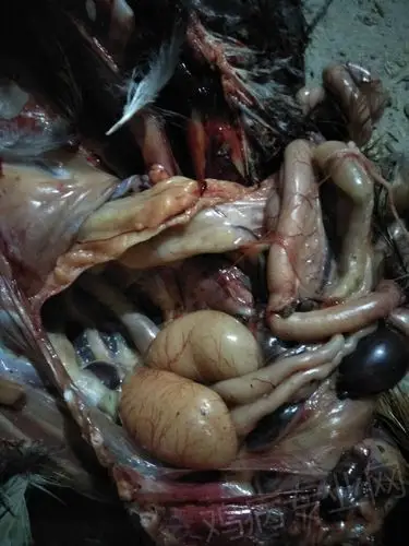 什么因起睾丸肿大