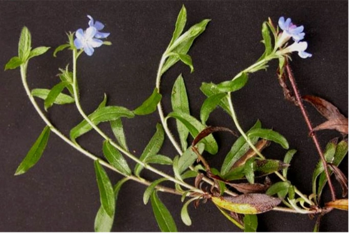 中草药图片大全 >> 伤科,骨科 >> 骨折用药篇 - 好网角收藏夹