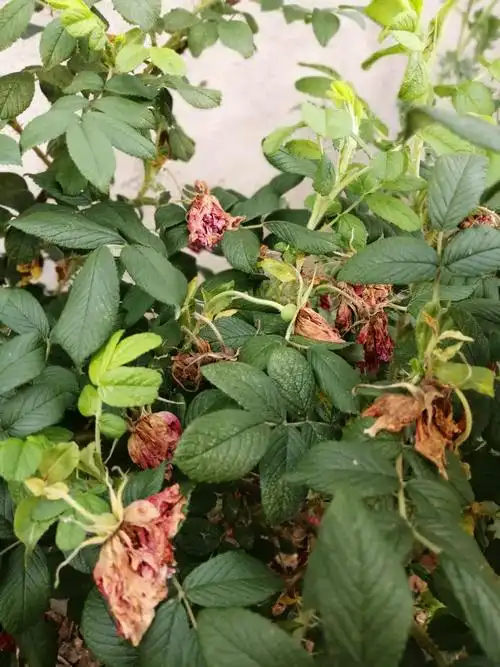 不经意间发现玫瑰花凋谢较早.