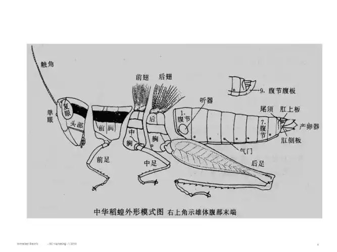 实验蝗虫的解剖