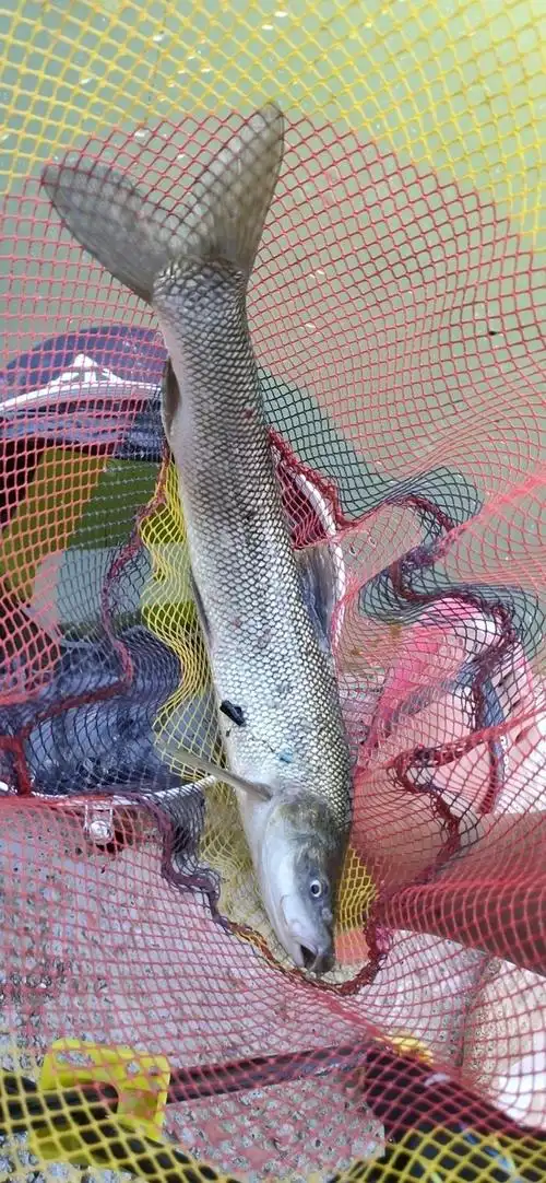 晒晒今天鱼获,喜获淡水银鳕鱼一尾.